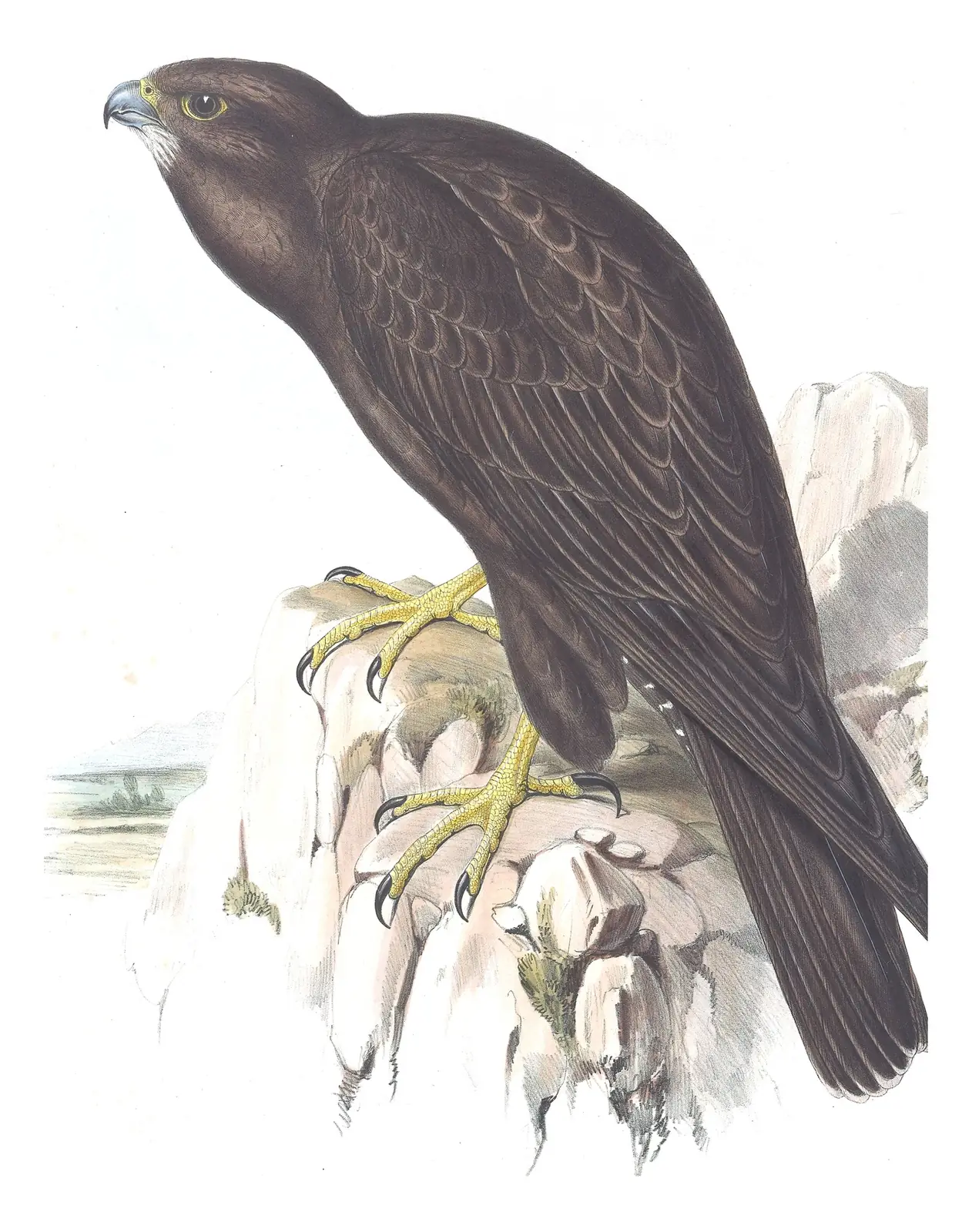 Volume I, plate 9 of Gould's The Birds of Australia: Black Falcon (Falco subniger)