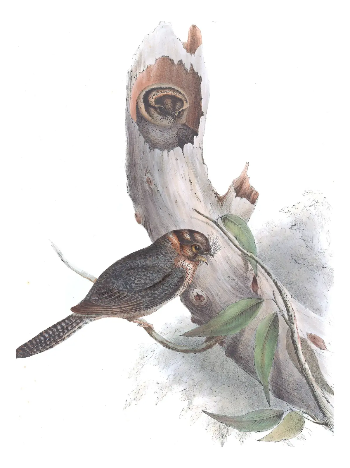 Volume II, plate 1 of Gould's The Birds of Australia: Australian Owlet-nightjar (Aegotheles cristatus)