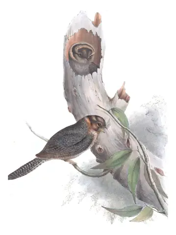 Volume II, plate 1 of Gould's The Birds of Australia: Australian Owlet-nightjar (Aegotheles cristatus)