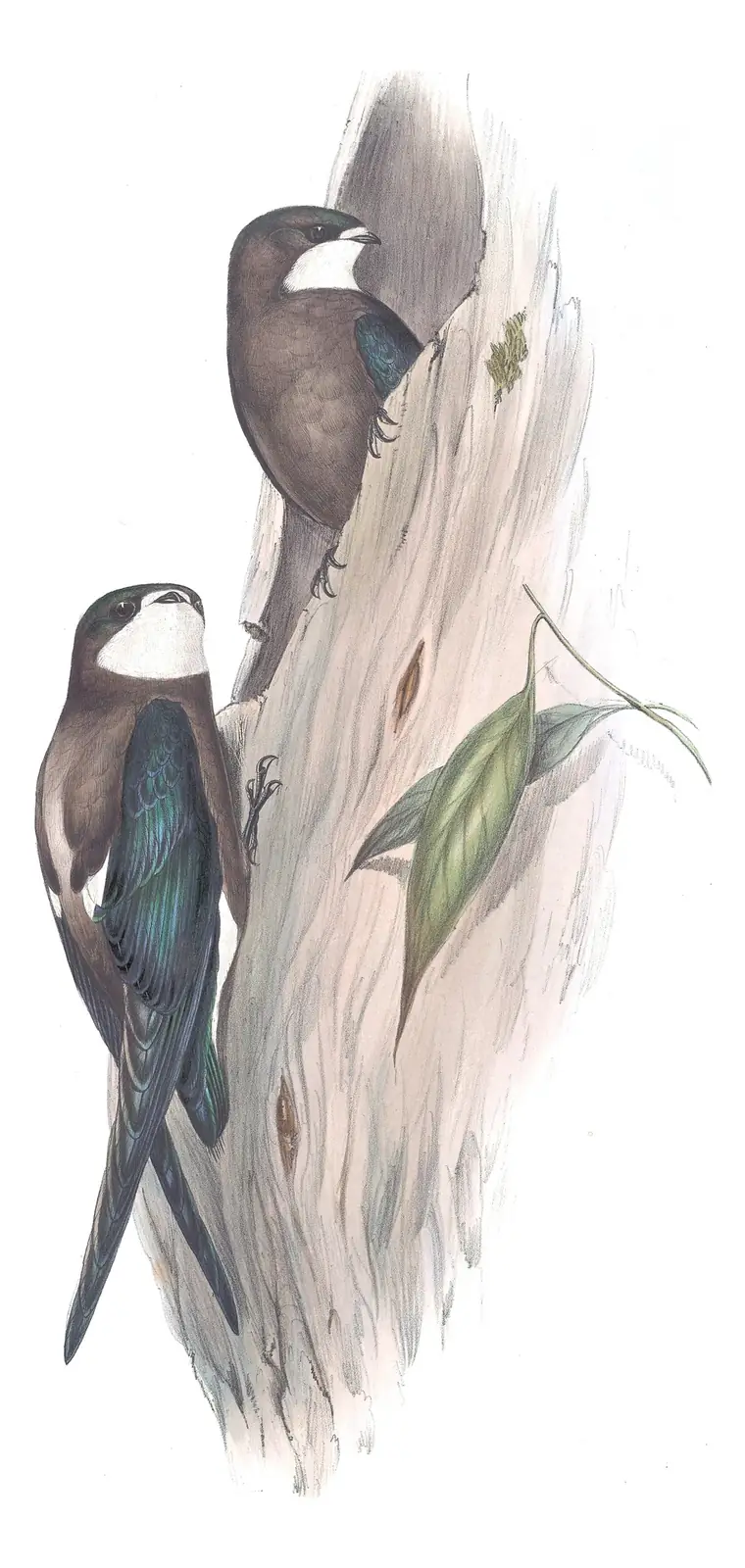 Volume II, plate 10 of Gould's The Birds of Australia: White-throated Needletail (Hirundapus caudacutus)