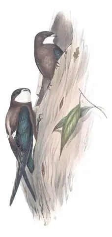 Volume II, plate 10 of Gould's The Birds of Australia: White-throated Needletail (Hirundapus caudacutus)