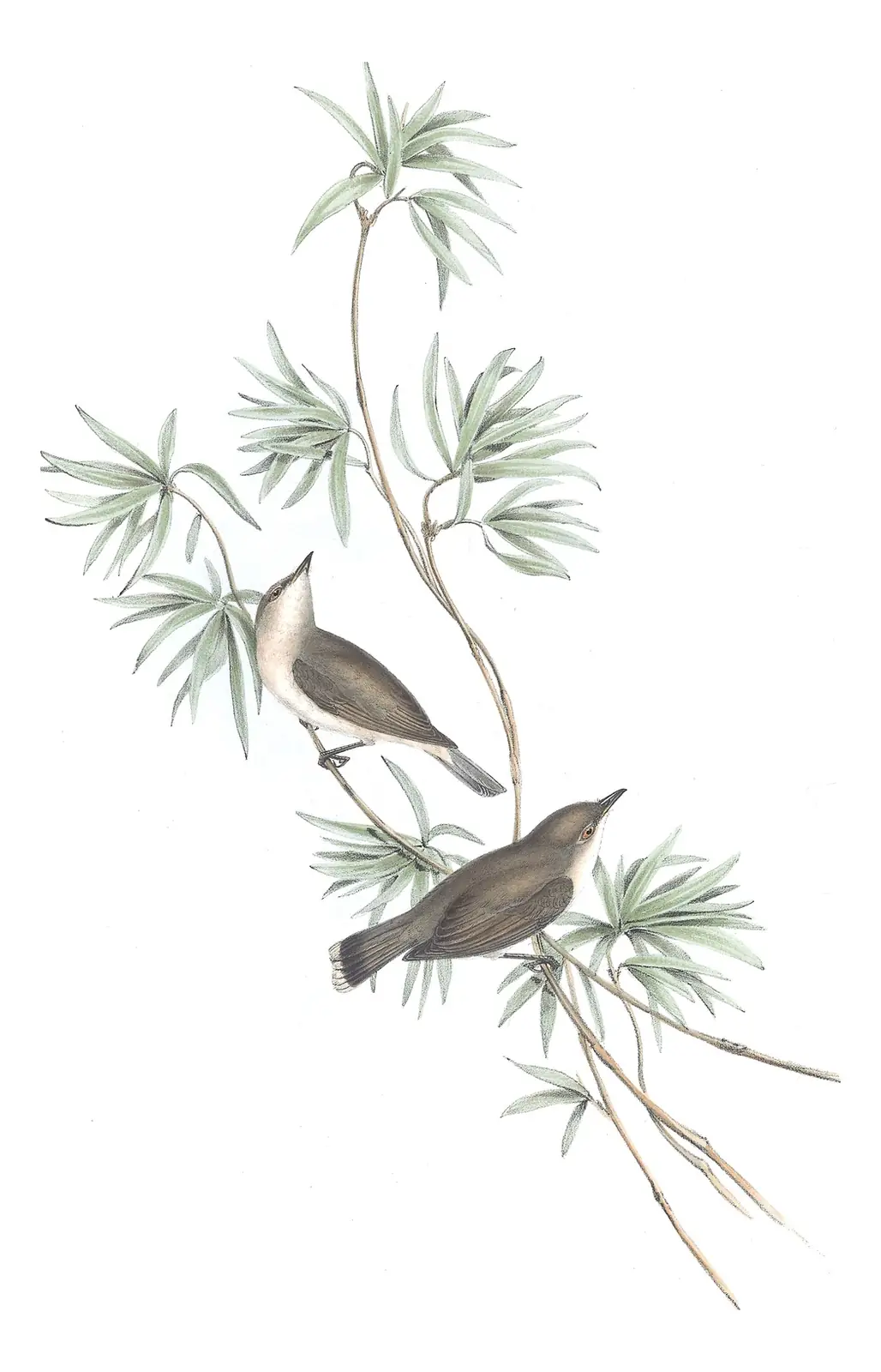 Volume II, plate 100 of Gould's The Birds of Australia: Large-billed Gerygone (Gerygone magnirostris)