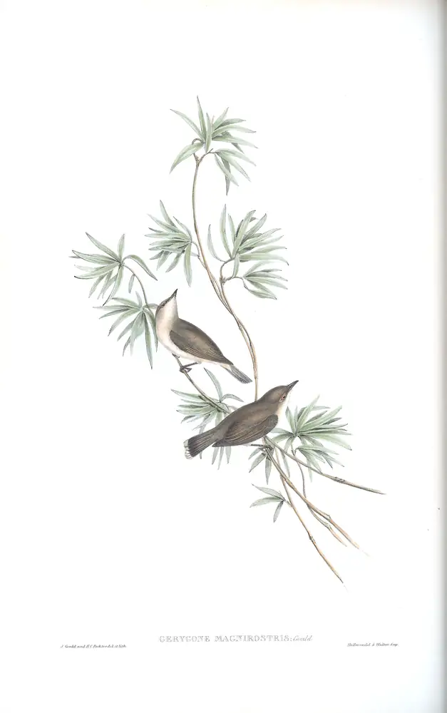 The whole sheet of volume II, plate 100, with its engraved caption