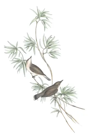 Volume II, plate 100 of Gould's The Birds of Australia: Large-billed Gerygone (Gerygone magnirostris)