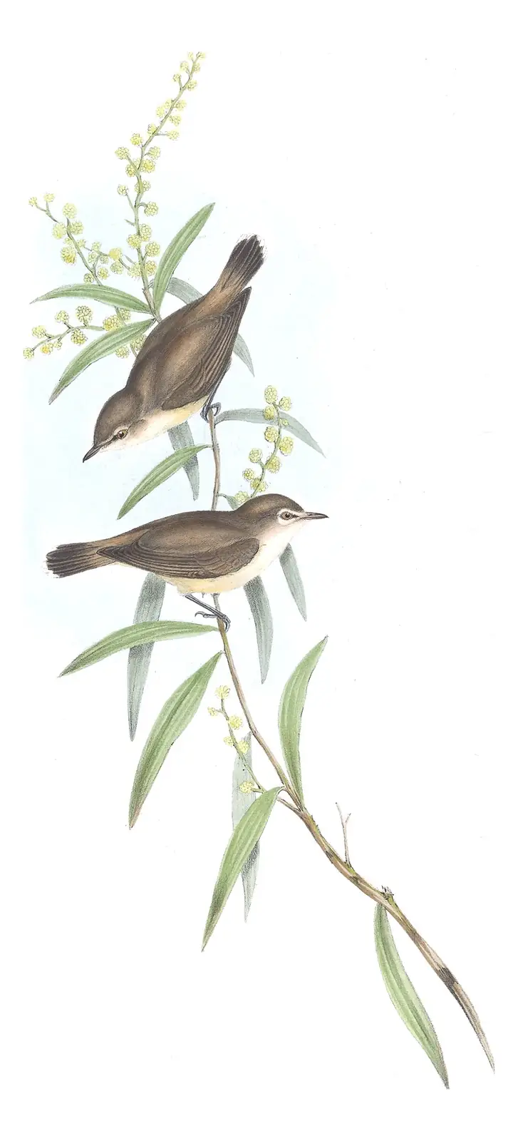 Volume II, plate 101 of Gould's The Birds of Australia: Mangrove Gerygone (Gerygone levigaster)