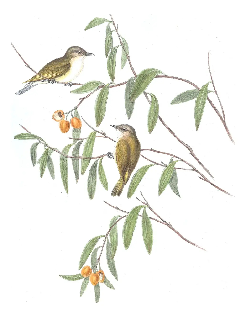Volume II, plate 102 of Gould's The Birds of Australia: Green-backed Gerygone (Gerygone chloronota)