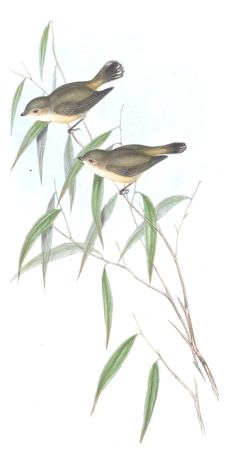 Volume II, plate 103 of Gould's The Birds of Australia: Weebill (Smicrornis brevirostris)