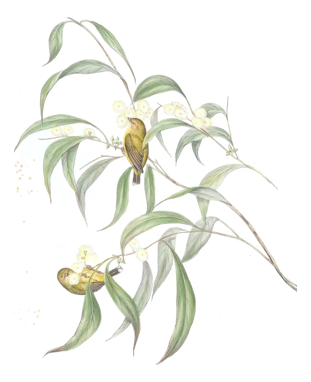 Volume II, plate 104 of Gould's The Birds of Australia: Weebill (Smicrornis brevirostris)