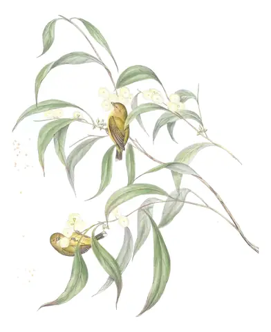 Volume II, plate 104 of Gould's The Birds of Australia: Weebill (Smicrornis brevirostris)