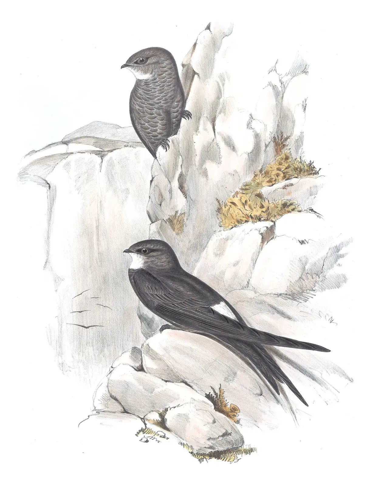 Volume II, plate 11 of Gould's The Birds of Australia: Pacific Swift (Apus pacificus)