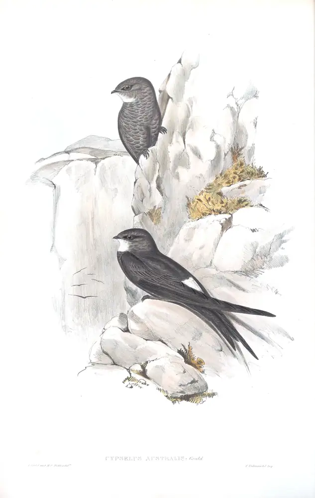 The whole sheet of volume II, plate 11, with its engraved caption