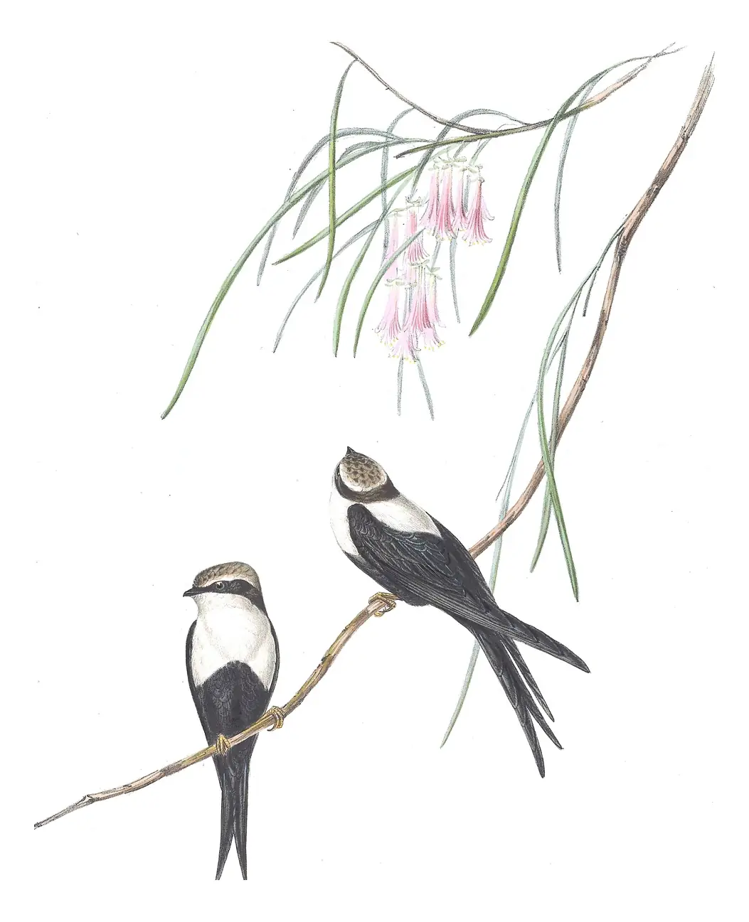 Volume II, plate 12 of Gould's The Birds of Australia: White-backed Swallow (Cheramoeca leucosterna)