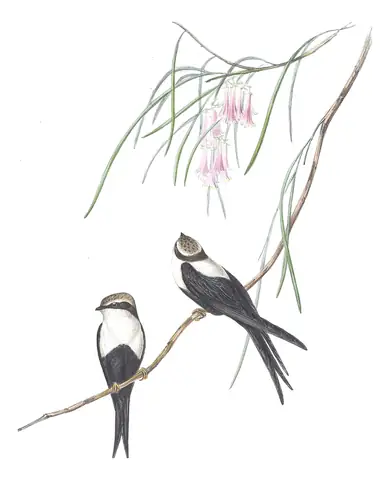 Volume II, plate 12 of Gould's The Birds of Australia: White-backed Swallow (Cheramoeca leucosterna)