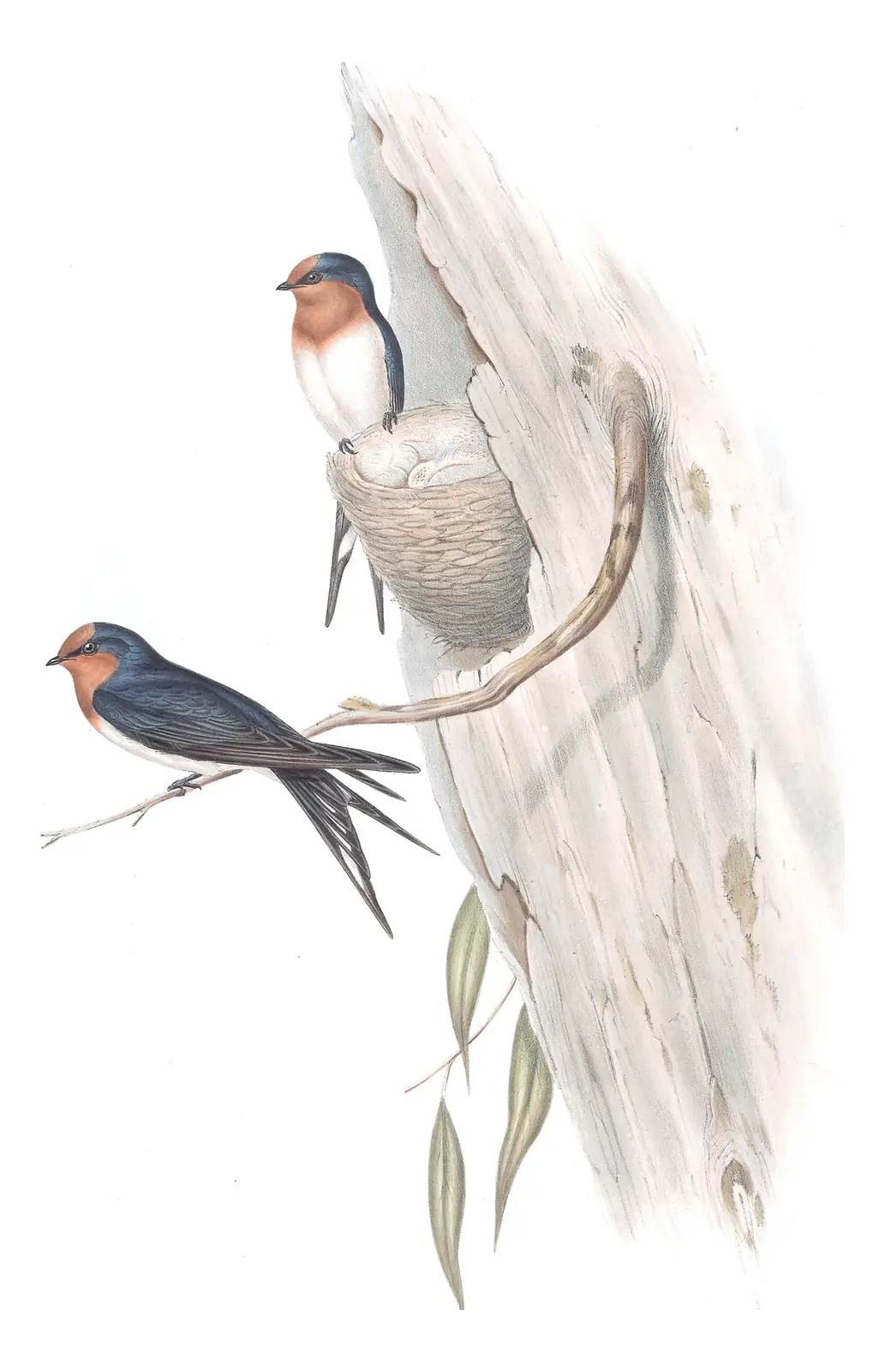 Volume II, plate 13 of Gould's The Birds of Australia: Welcome Swallow (Hirundo neoxena)