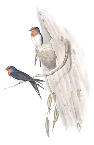 Volume II, plate 13 of Gould's The Birds of Australia: Welcome Swallow (Hirundo neoxena)