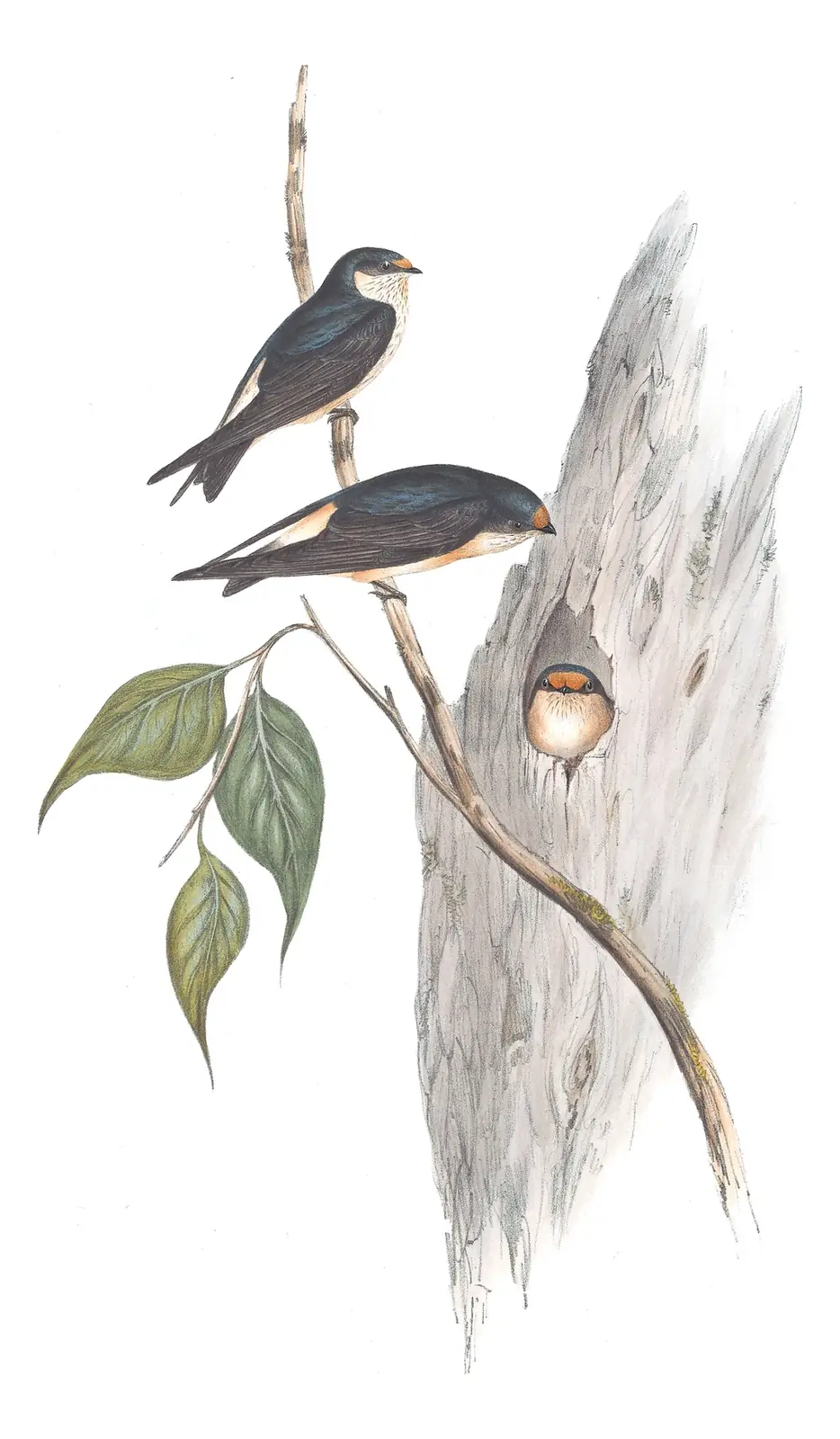 Volume II, plate 14 of Gould's The Birds of Australia: Tree Martin (Petrochelidon nigricans)