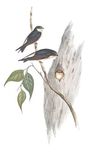 Volume II, plate 14 of Gould's The Birds of Australia: Tree Martin (Petrochelidon nigricans)