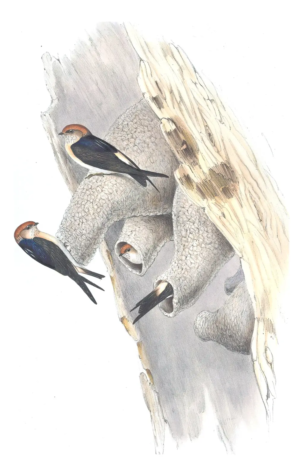 Volume II, plate 15 of Gould's The Birds of Australia: Fairy Martin (Petrochelidon ariel)
