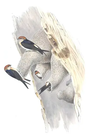 Volume II, plate 15 of Gould's The Birds of Australia: Fairy Martin (Petrochelidon ariel)