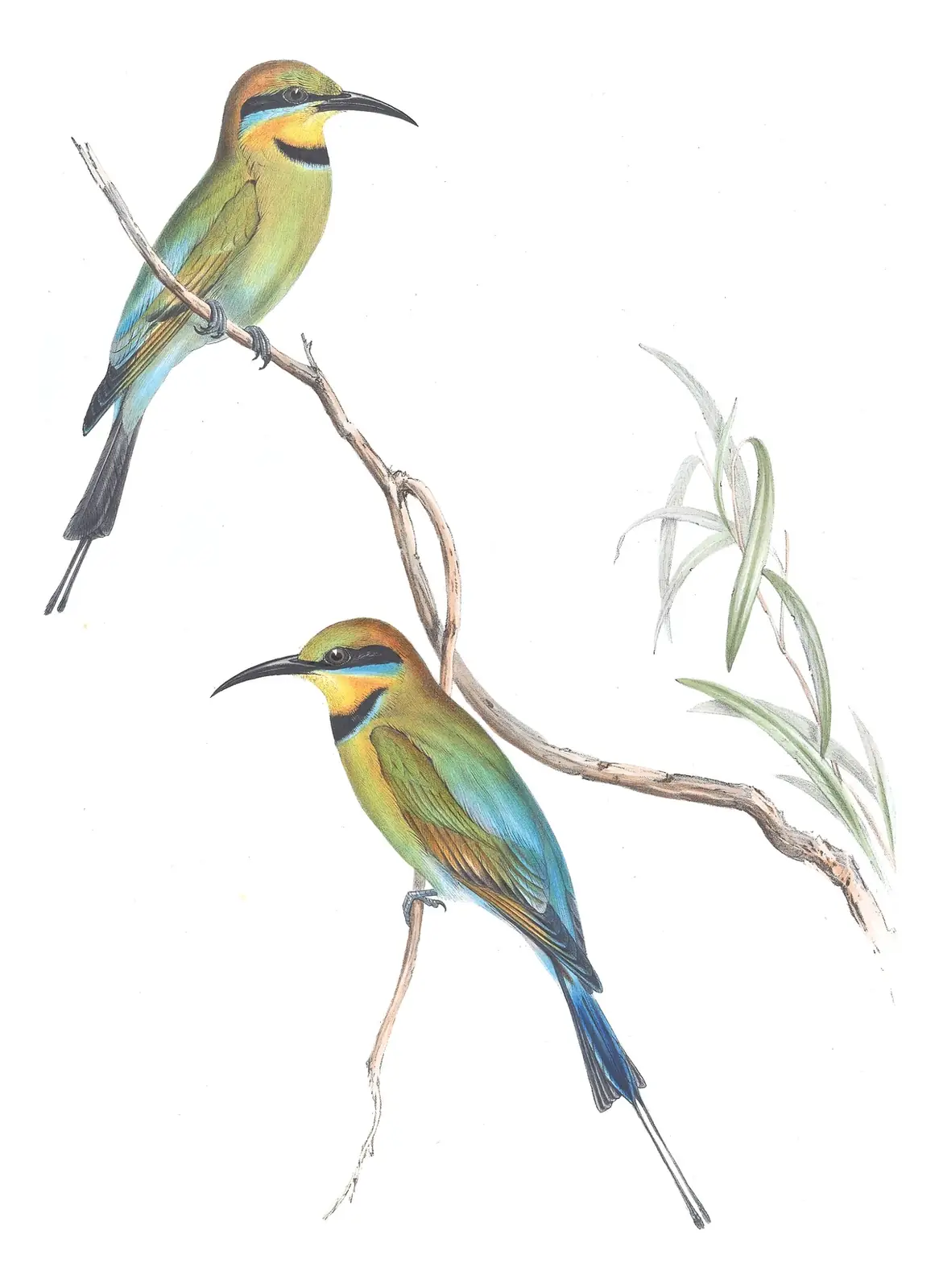Volume II, plate 16 of Gould's The Birds of Australia: Rainbow Bee-eater (Merops ornatus)