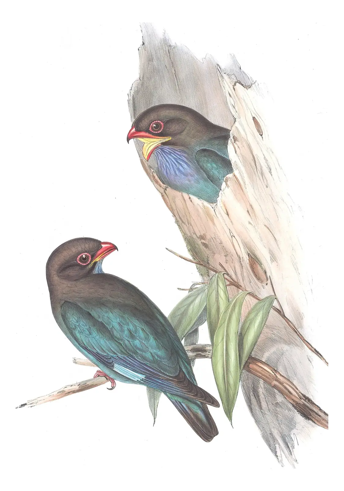 Volume II, plate 17 of Gould's The Birds of Australia: Dollarbird (Eurystomus orientalis)