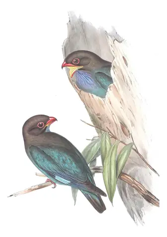Volume II, plate 17 of Gould's The Birds of Australia: Dollarbird (Eurystomus orientalis)
