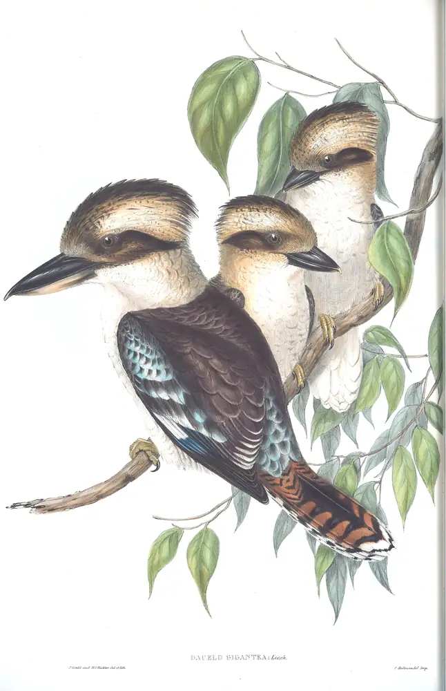 The whole sheet of volume II, plate 18, with its engraved caption