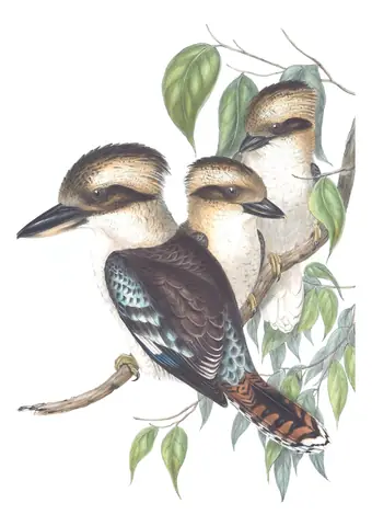 Volume II, plate 18 of Gould's The Birds of Australia: Laughing Kookaburra (Dacelo novaeguineae)