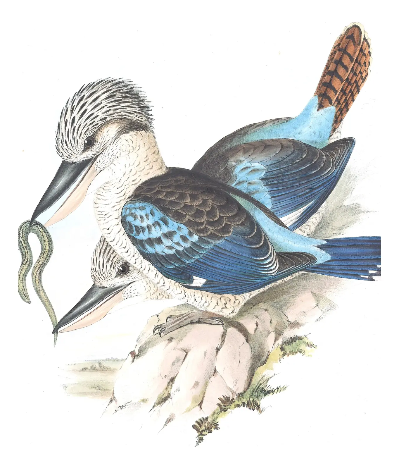 Volume II, plate 19 of Gould's The Birds of Australia: Blue-winged Kookaburra (Dacelo leachii)