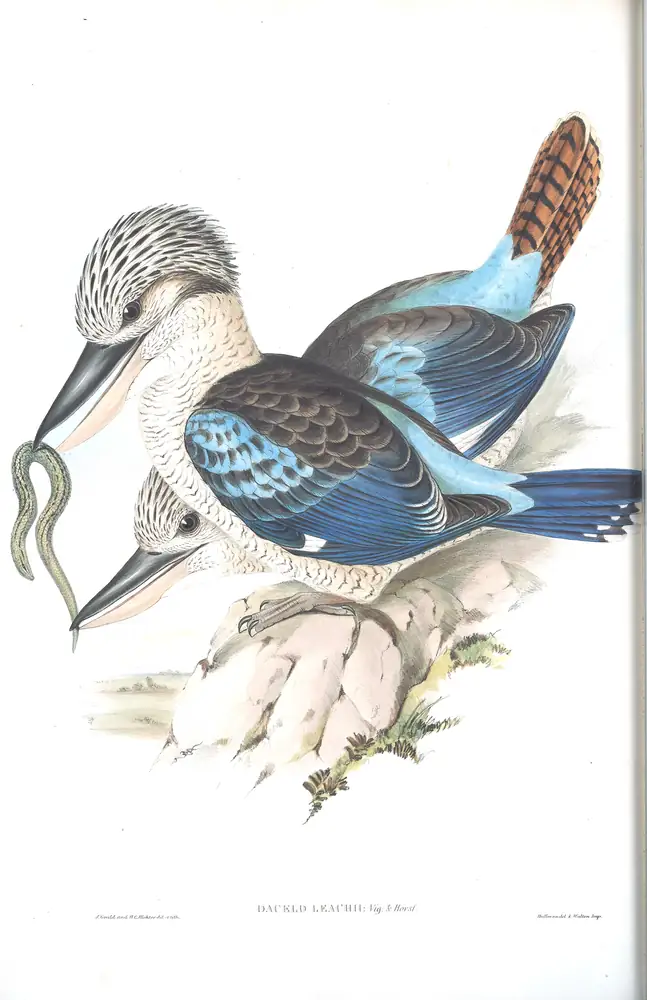 The whole sheet of volume II, plate 19, with its engraved caption