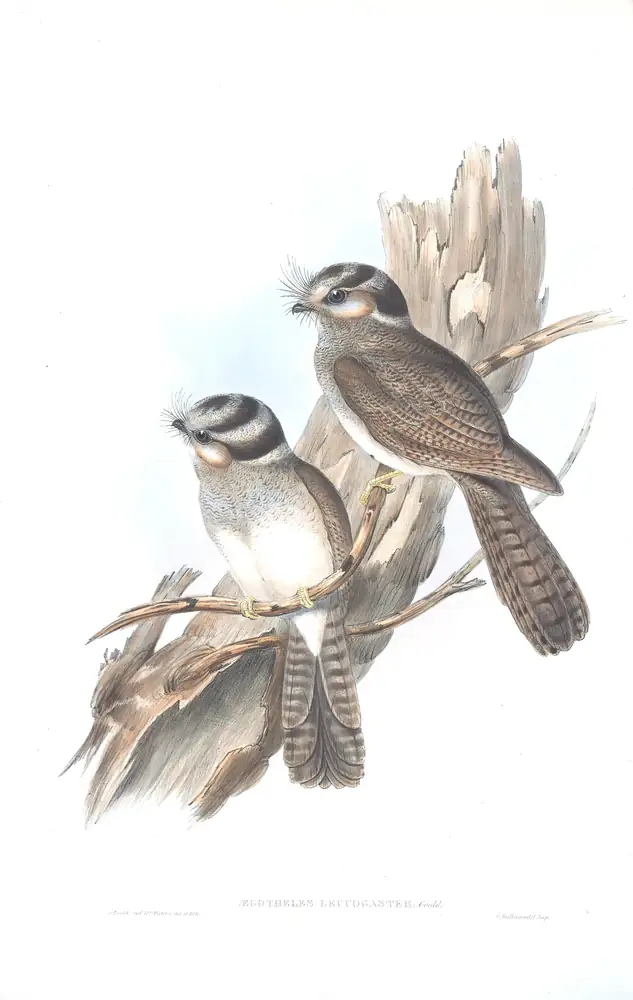 The whole sheet of volume II, plate 2, with its engraved caption