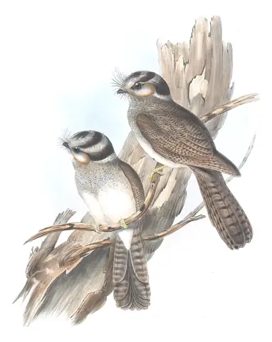 Volume II, plate 2 of Gould's The Birds of Australia: Australian Owlet-nightjar (Aegotheles cristatus)