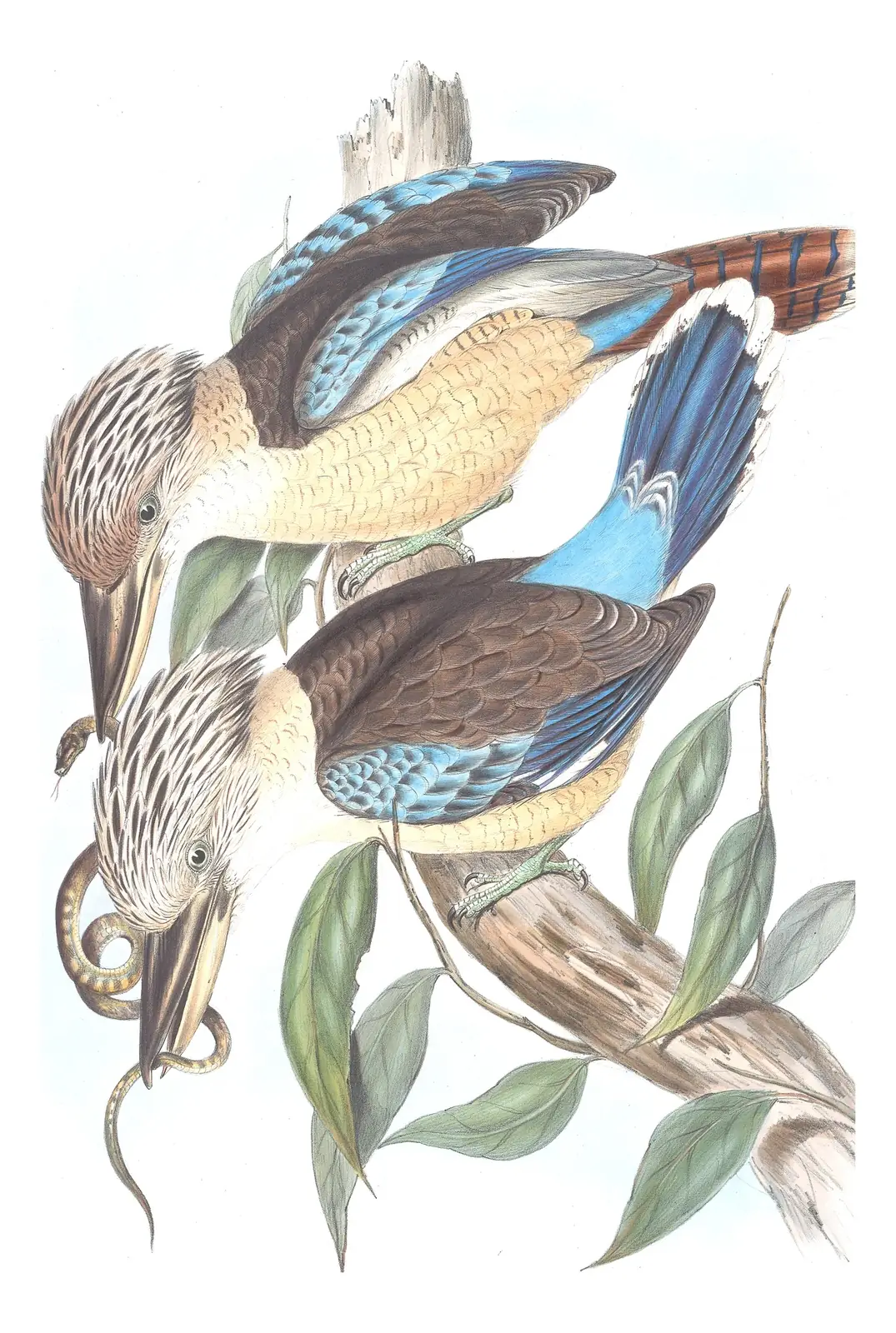 Volume II, plate 20 of Gould's The Birds of Australia: Blue-winged Kookaburra (Dacelo leachii)