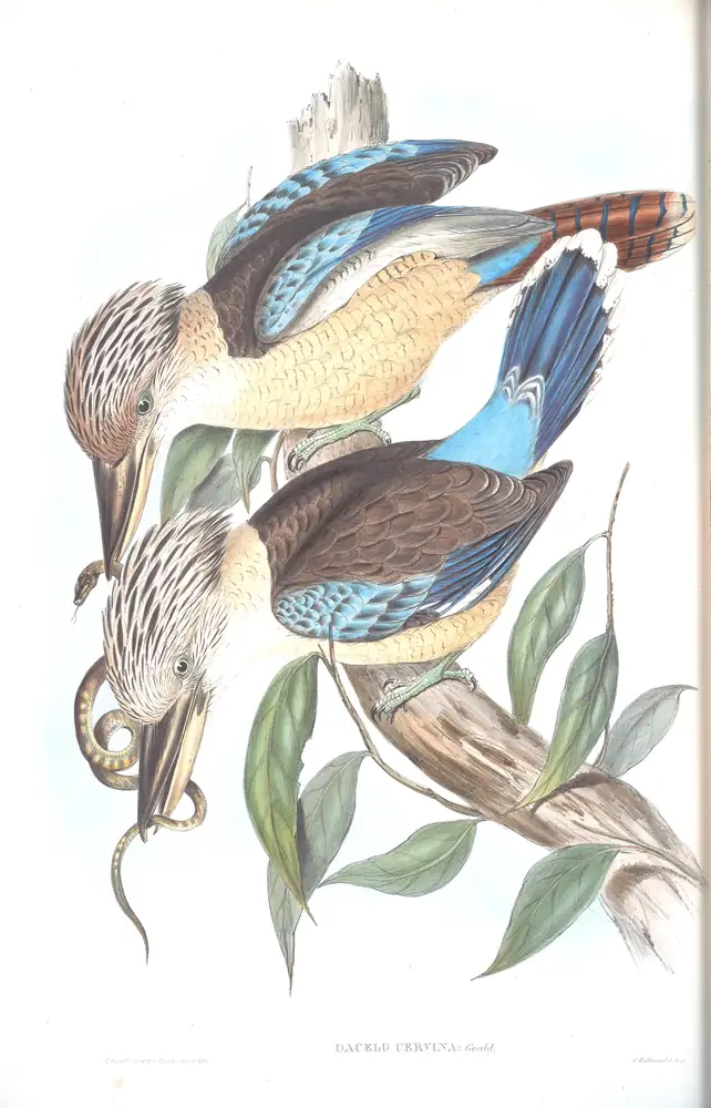 The whole sheet of volume II, plate 20, with its engraved caption