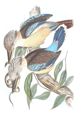 Volume II, plate 20 of Gould's The Birds of Australia: Blue-winged Kookaburra (Dacelo leachii)