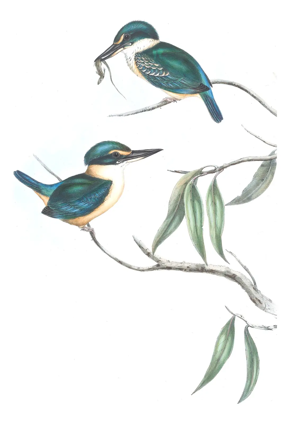 Volume II, plate 21 of Gould's The Birds of Australia: Sacred Kingfisher (Todiramphus sanctus)