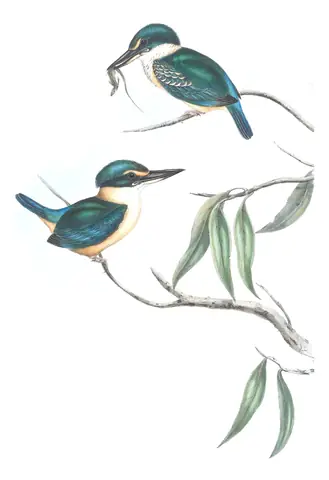 Volume II, plate 21 of Gould's The Birds of Australia: Sacred Kingfisher (Todiramphus sanctus)