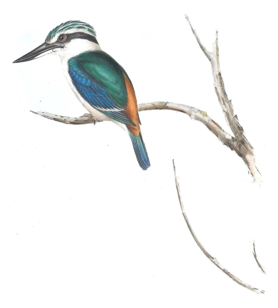 Volume II, plate 22 of Gould's The Birds of Australia: Red-backed Kingfisher (Todiramphus pyrrhopygius)