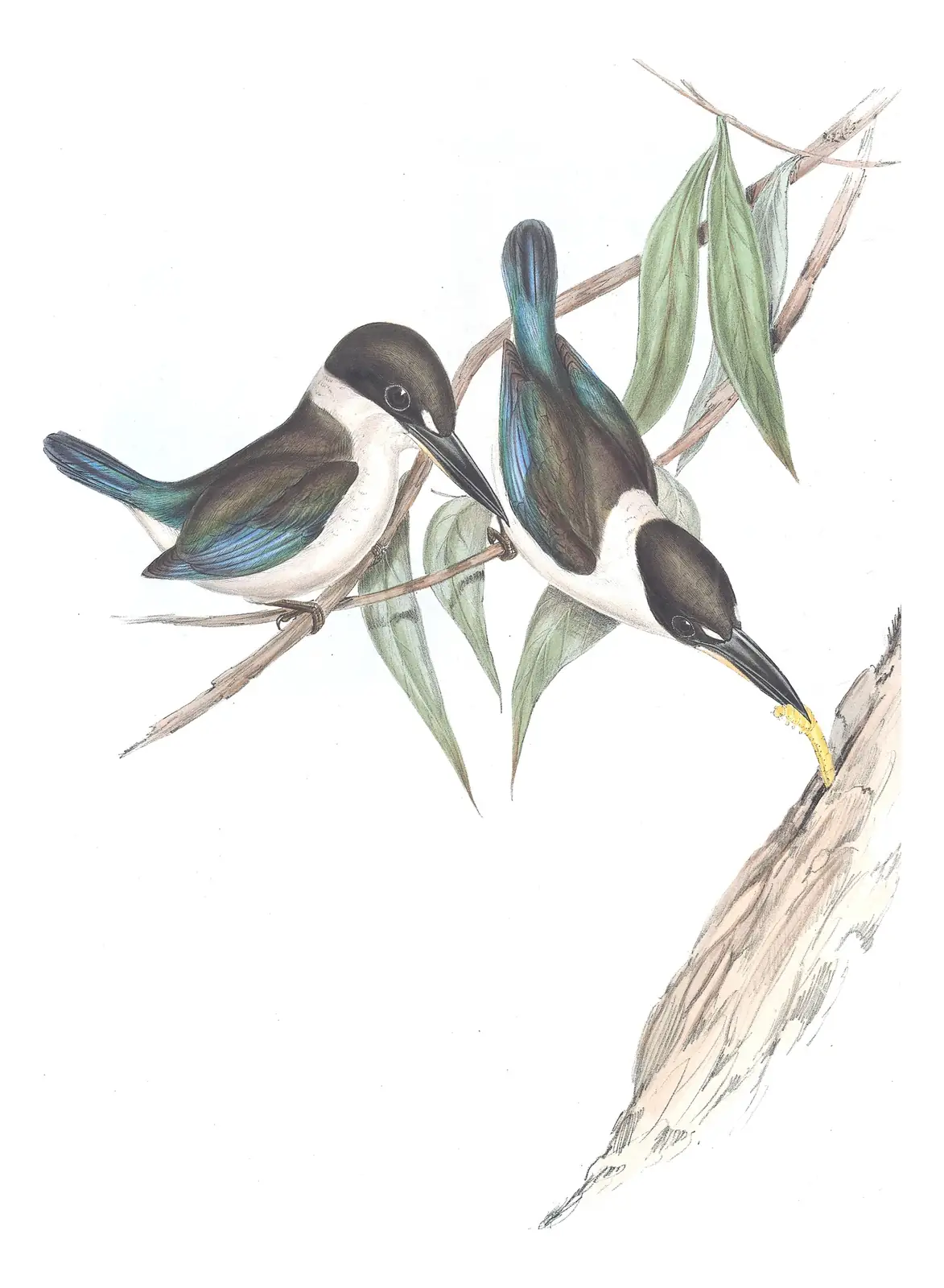 Volume II, plate 23 of Gould's The Birds of Australia: Torresian Kingfisher (Todiramphus sordidus)