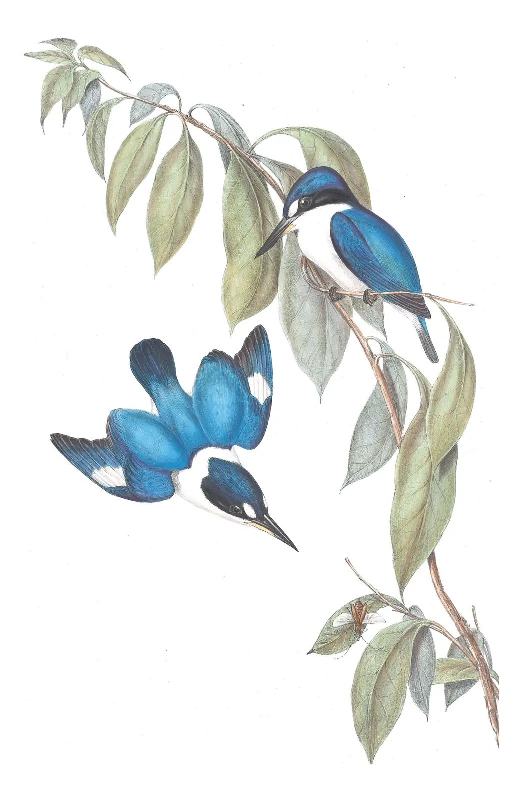 Volume II, plate 24 of Gould's The Birds of Australia: Forest Kingfisher (Todiramphus macleayii)