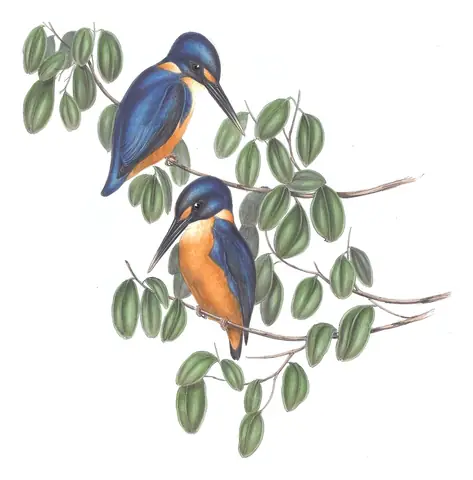 Volume II, plate 25 of Gould's The Birds of Australia: Azure Kingfisher (Ceyx azureus)