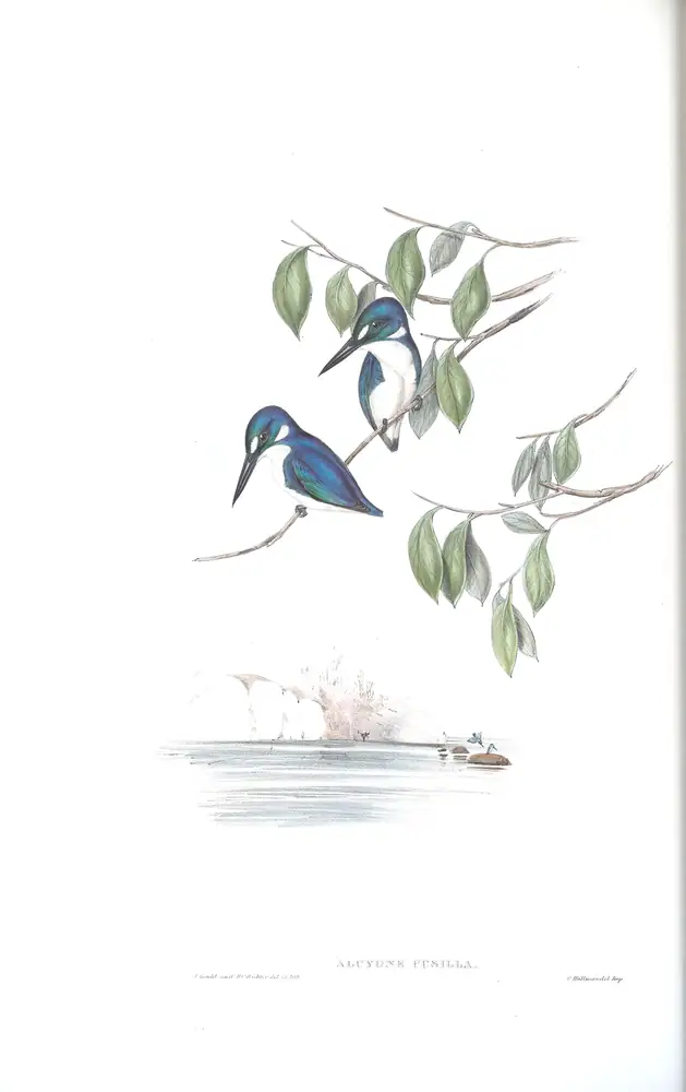 The whole sheet of volume II, plate 26, with its engraved caption