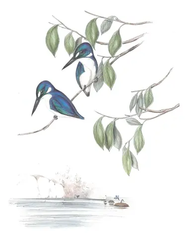 Volume II, plate 26 of Gould's The Birds of Australia: Little Kingfisher (Ceyx pusillus)