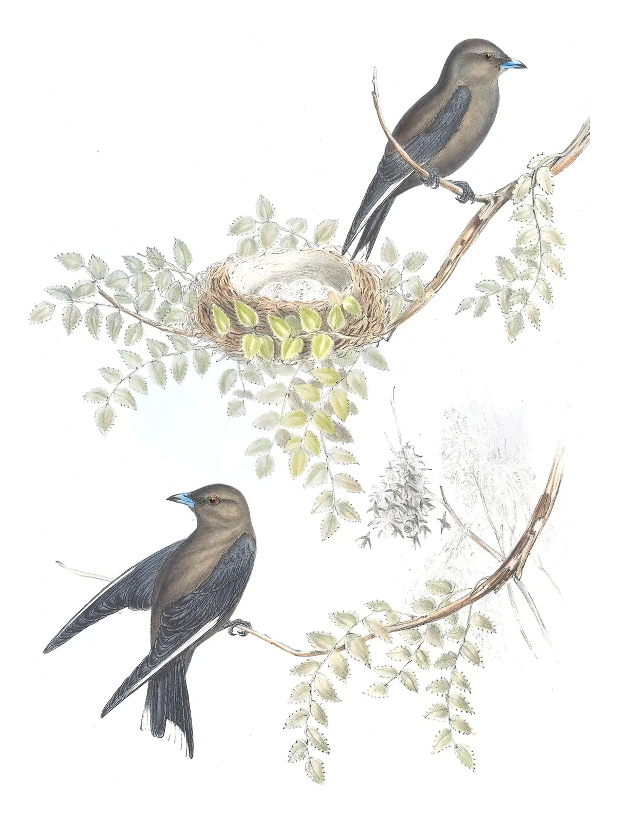 Volume II, plate 27 of Gould's The Birds of Australia: Dusky Woodswallow (Artamus cyanopterus)