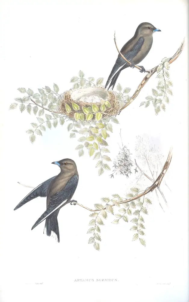 The whole sheet of volume II, plate 27, with its engraved caption