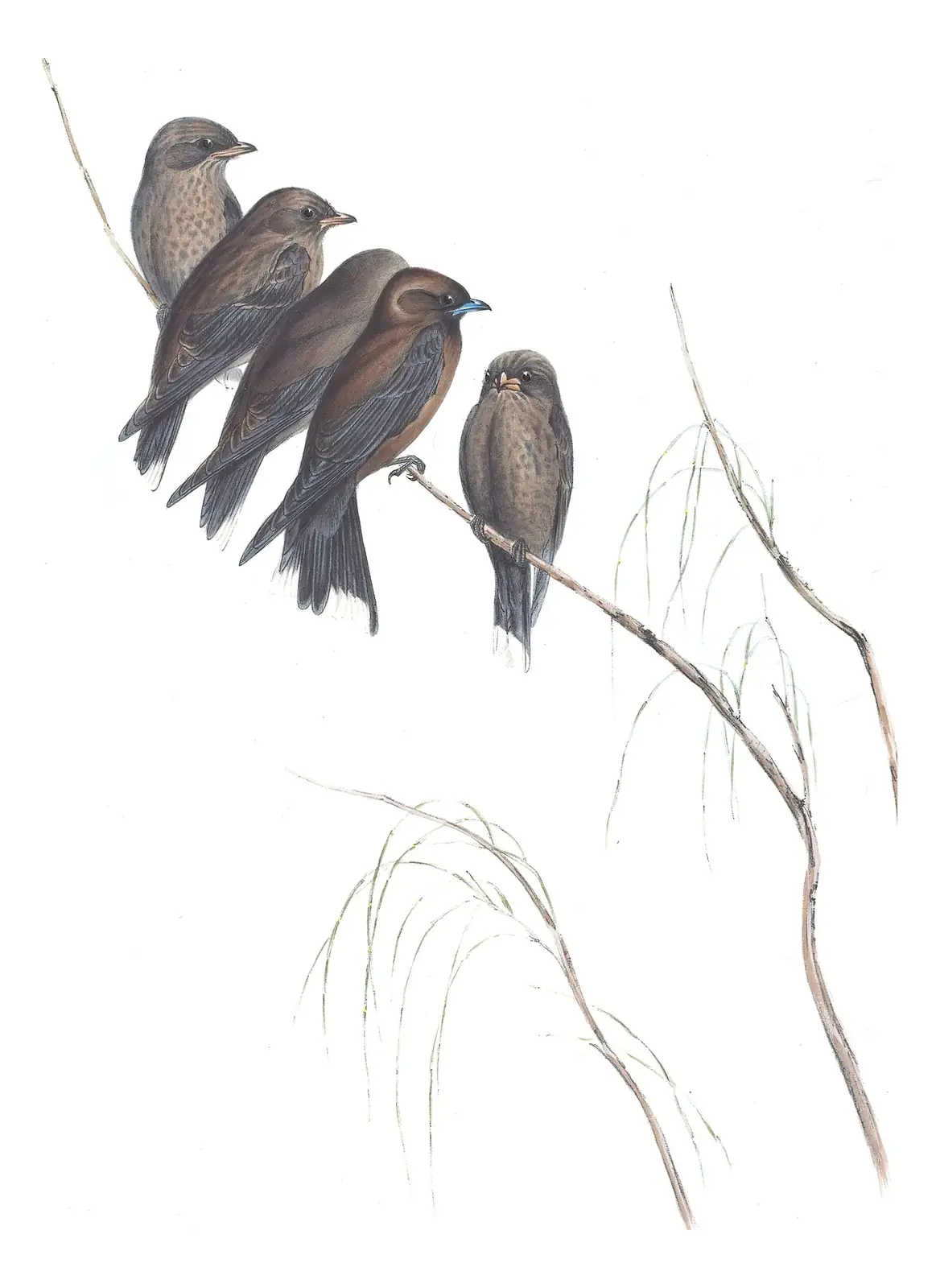 Volume II, plate 28 of Gould's The Birds of Australia: Little Woodswallow (Artamus minor)