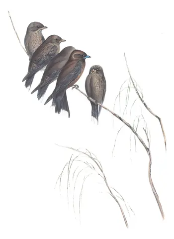 Volume II, plate 28 of Gould's The Birds of Australia: Little Woodswallow (Artamus minor)