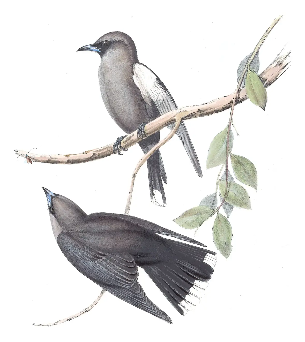 Volume II, plate 29 of Gould's The Birds of Australia: Black-faced Woodswallow (Artamus cinereus)