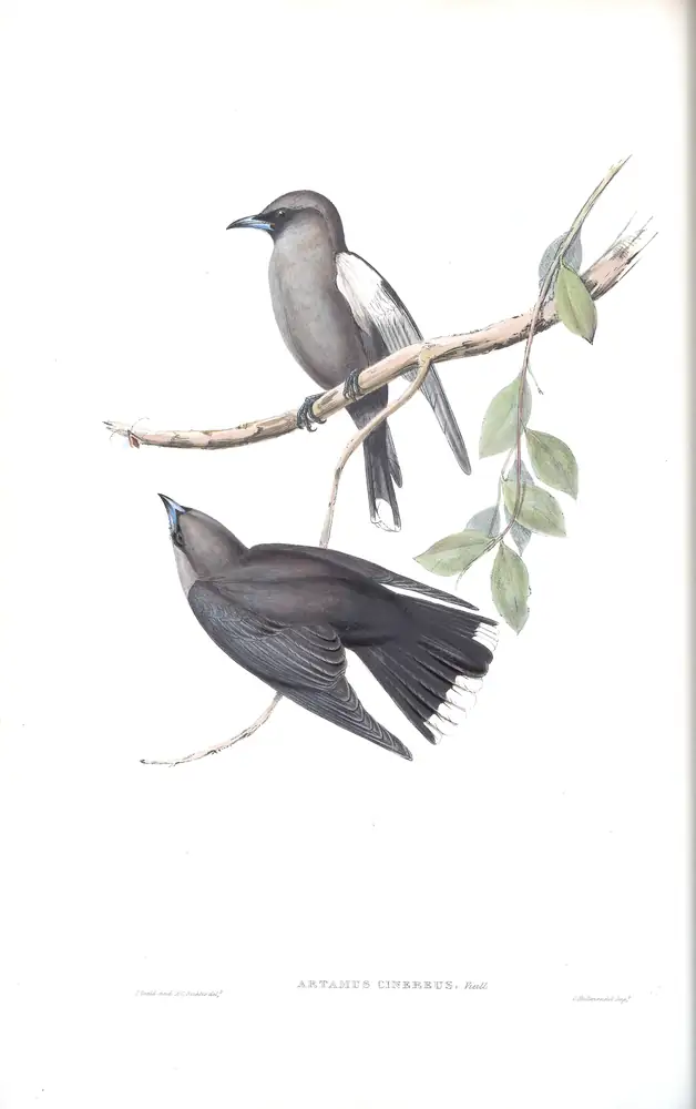 The whole sheet of volume II, plate 29, with its engraved caption