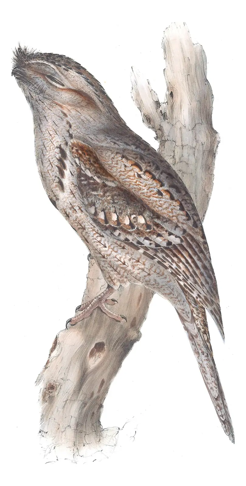 Volume II, plate 3 of Gould's The Birds of Australia: Tawny Frogmouth (Podargus strigoides)